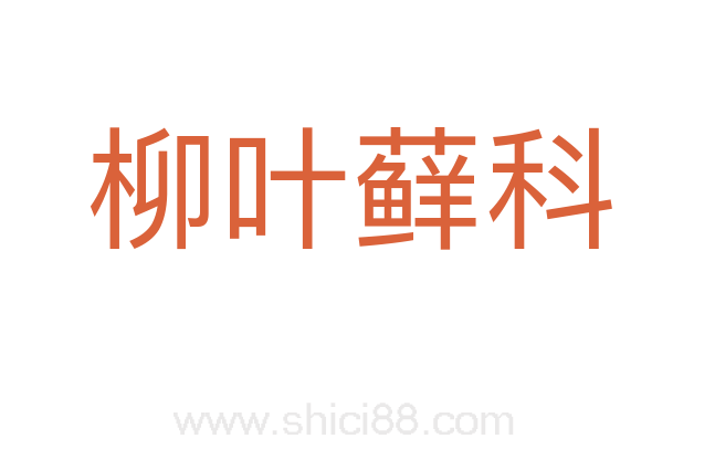柳叶藓科