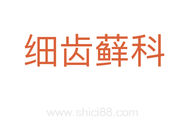 细齿藓科