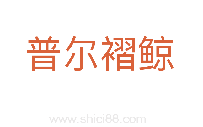 普尔褶鲸